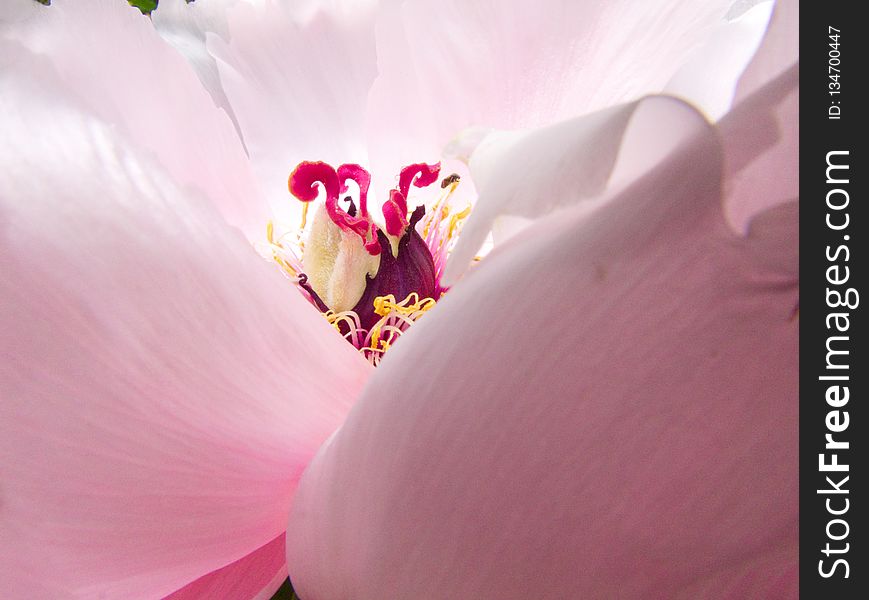 Flower, Pink, Petal, Flowering Plant