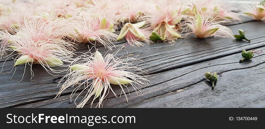 Flower, Plant, Flora, Flowering Plant