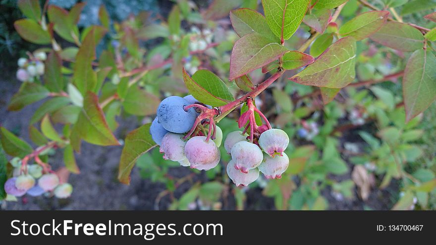 Plant, Berry, Bilberry, Huckleberry