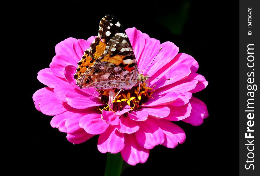 Flower, Butterfly, Moths And Butterflies, Insect