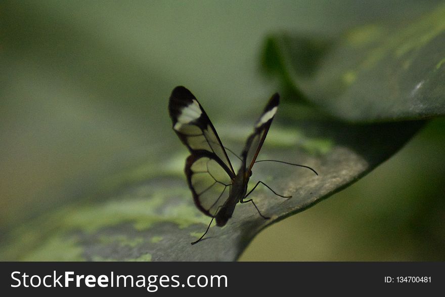 Insect, Invertebrate, Butterfly, Moths And Butterflies