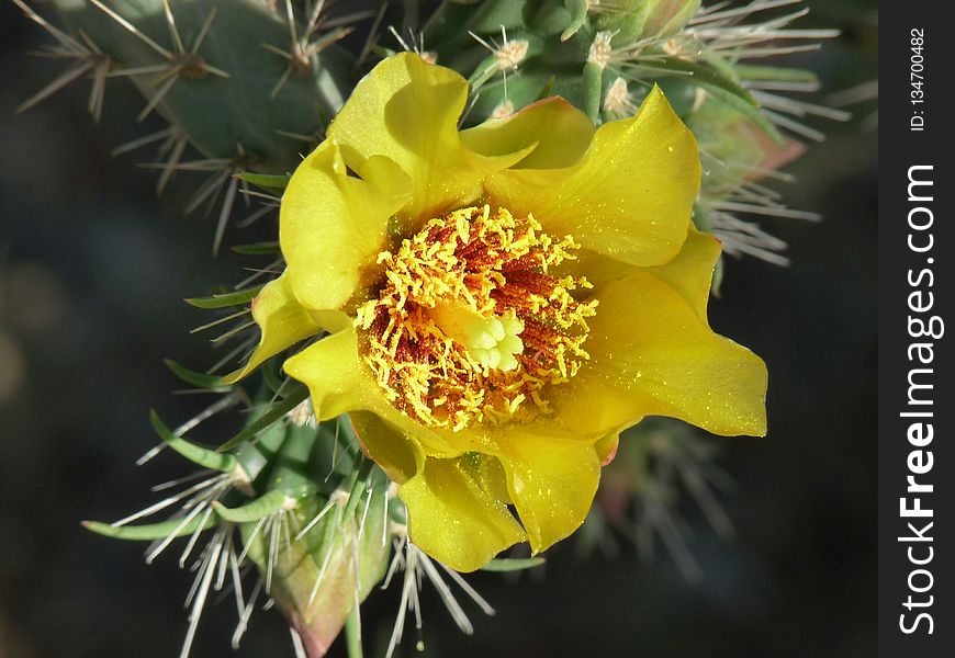 Yellow, Flowering Plant, Plant, Prickly Pear