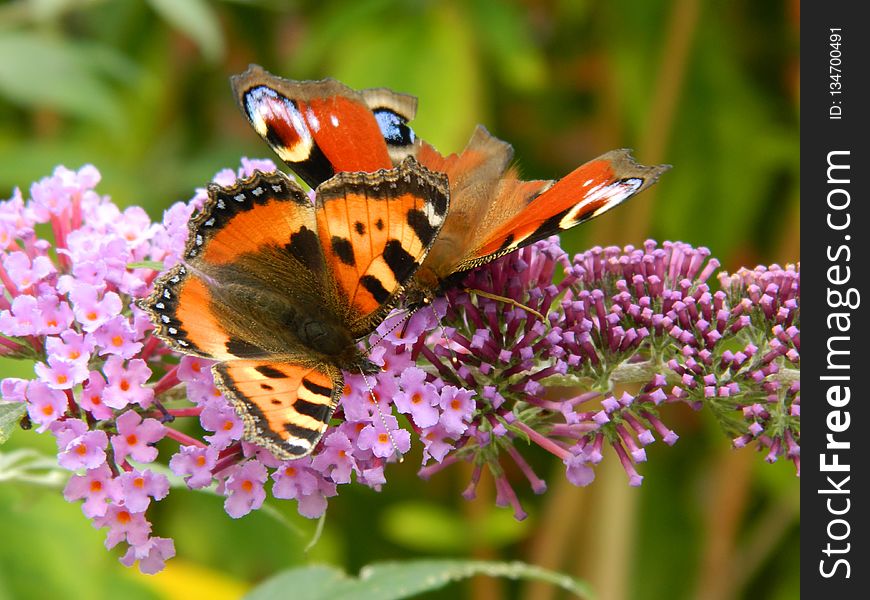 Butterfly, Insect, Moths And Butterflies, Nectar