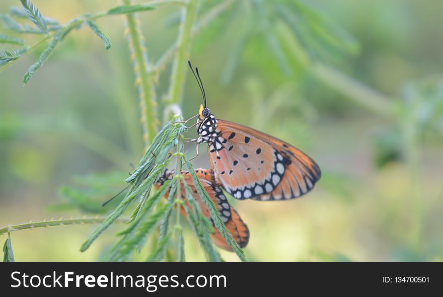 Butterfly, Insect, Moths And Butterflies, Lycaenid