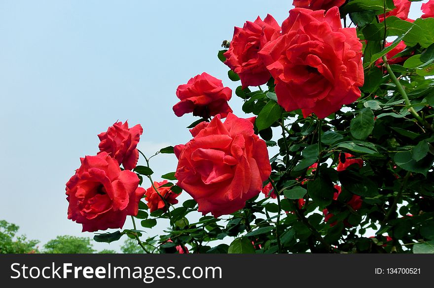 Rose, Flower, Garden Roses, Rose Family