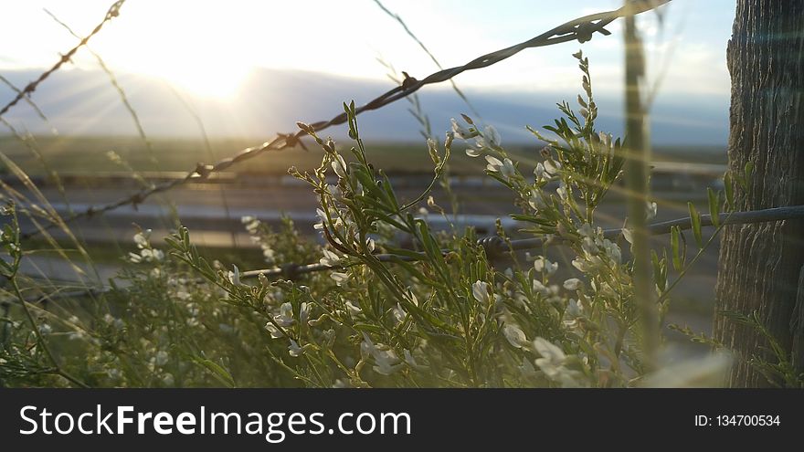 Water, Vegetation, Branch, Sky