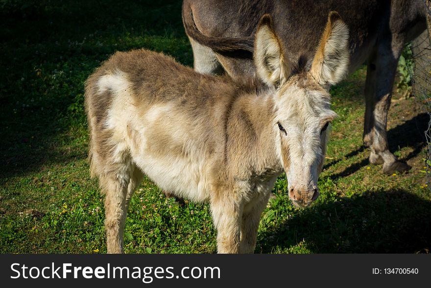 Donkey, Fauna, Wildlife, Horse Like Mammal