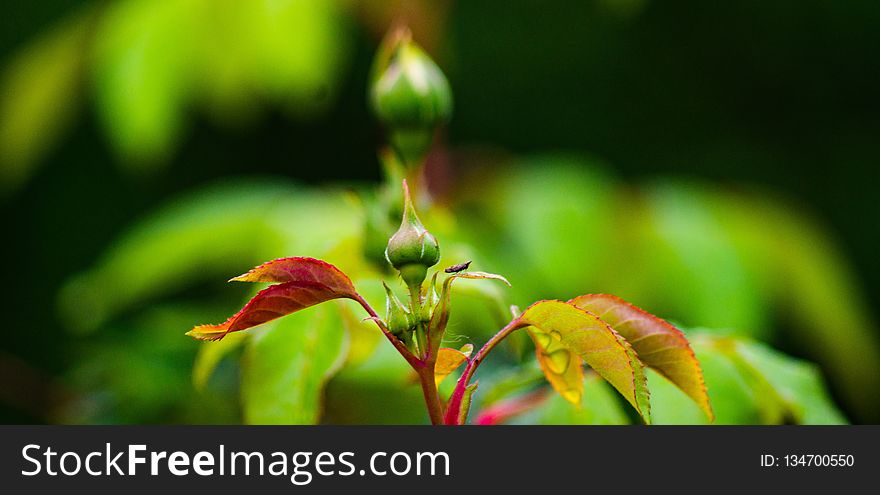 Vegetation, Flora, Leaf, Close Up