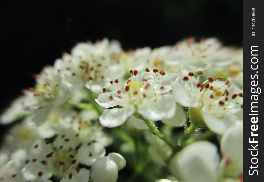 White, Flora, Flower, Blossom
