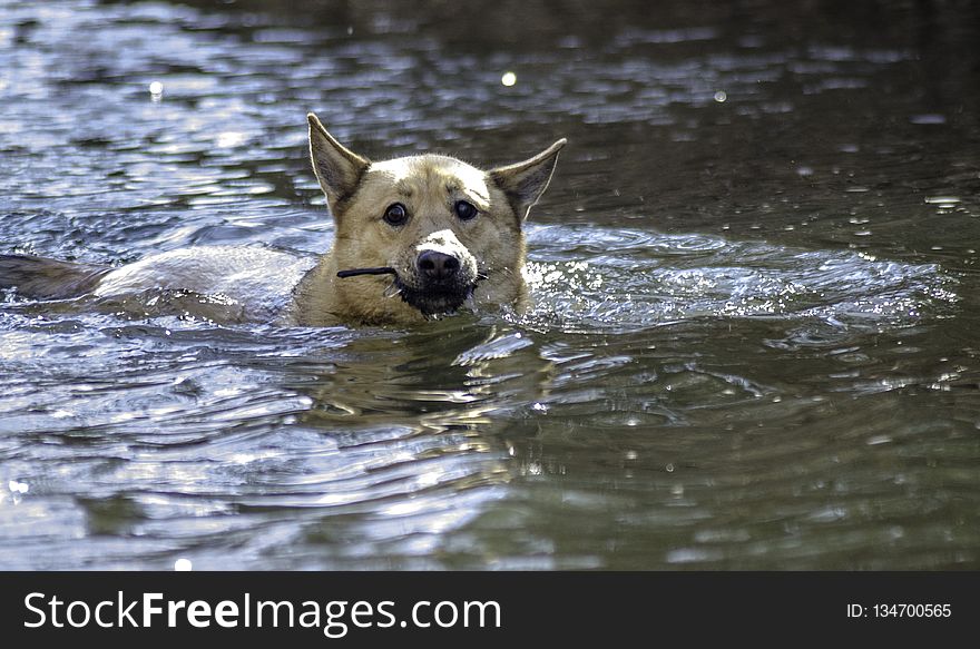 Dog, Water, Dog Like Mammal, Dog Breed Group