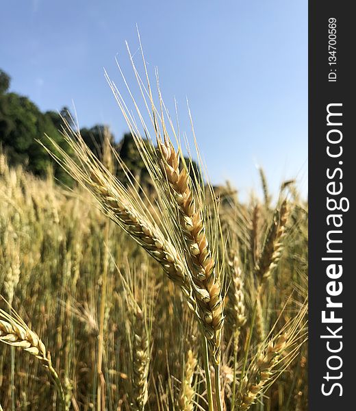 Food Grain, Triticale, Wheat, Rye