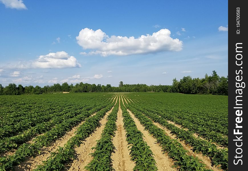 Agriculture, Field, Crop, Sky