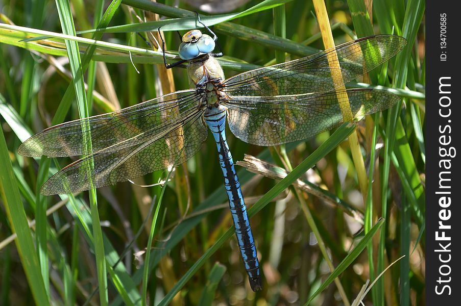 Dragonfly, Dragonflies And Damseflies, Insect, Wildlife