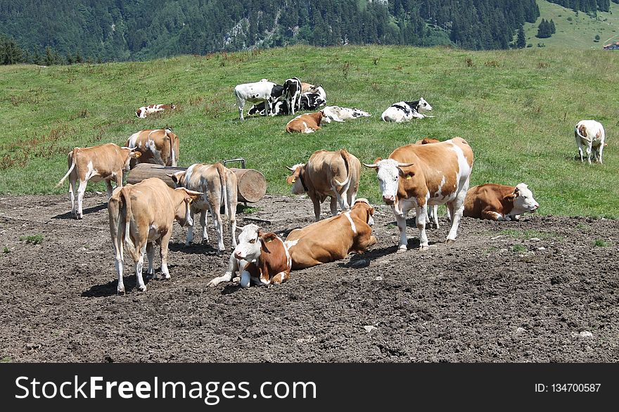 Cattle Like Mammal, Herd, Pasture, Grazing