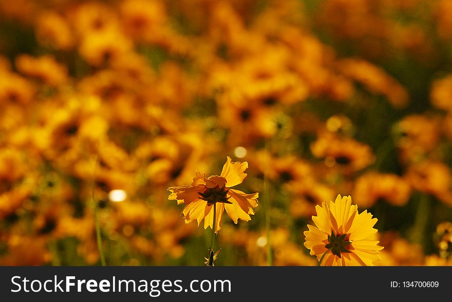 Flower, Yellow, Wildflower, Nectar