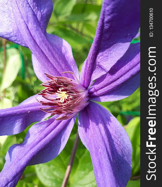 Flower, Purple, Flora, Plant