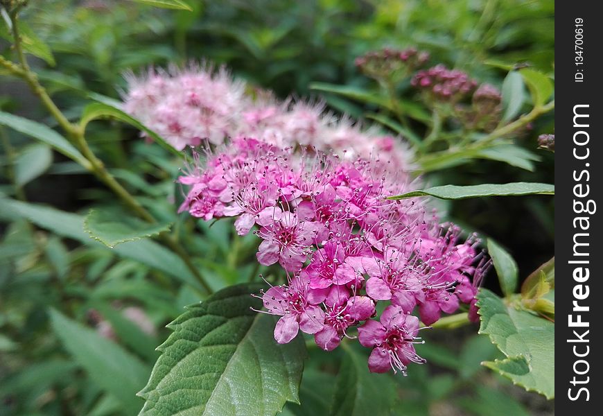 Plant, Flower, Flora, Shrub