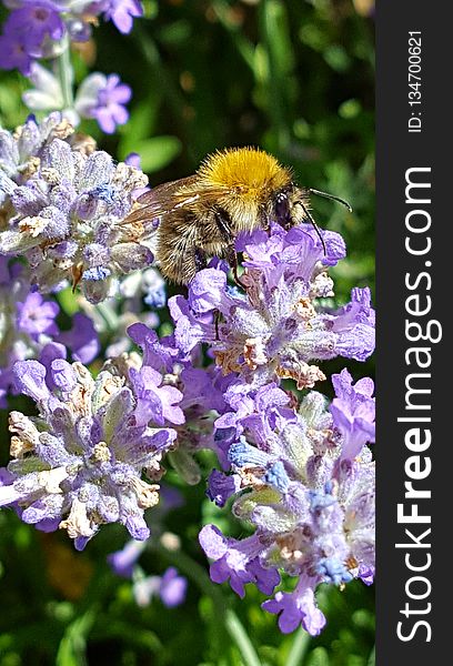 Bee, Honey Bee, Flower, Nectar