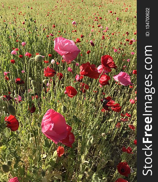 Flower, Field, Wildflower, Ecosystem