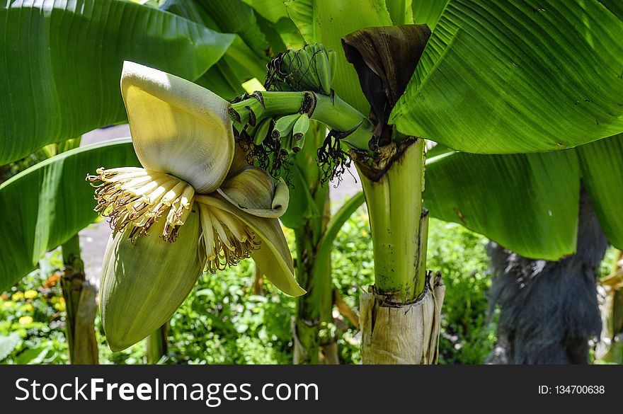 Plant, Flora, Leaf, Banana