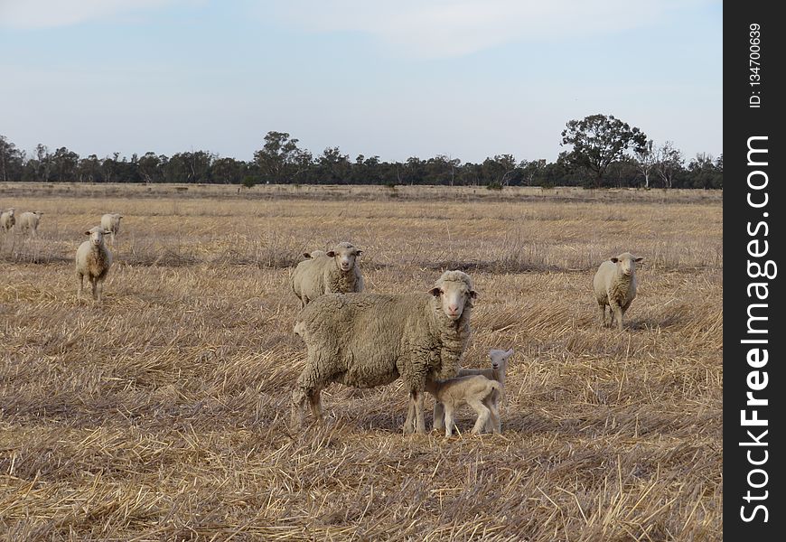 Herd, Ecosystem, Pasture, Grassland