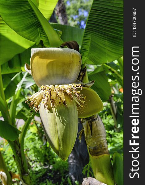 Plant, Banana, Flora, Vegetation
