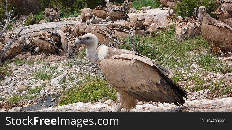 Bird Of Prey, Bird, Fauna, Vulture