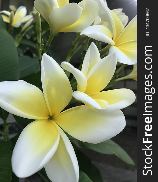 Flower, White, Plant, Yellow