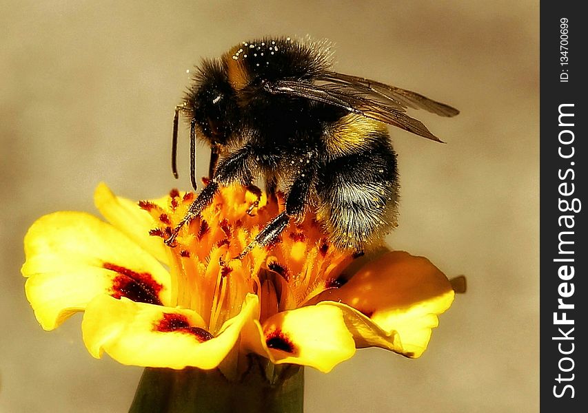 Bee, Honey Bee, Bumblebee, Insect