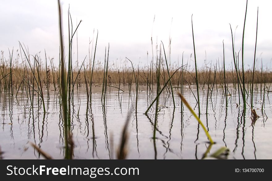 Water, Wetland, Marsh, Reflection