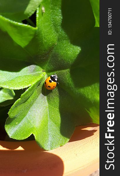 Insect, Leaf, Invertebrate, Ladybird