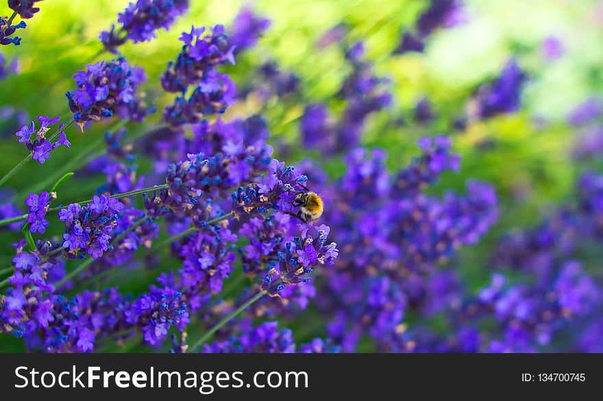 Blue, Purple, Flower, Lavender