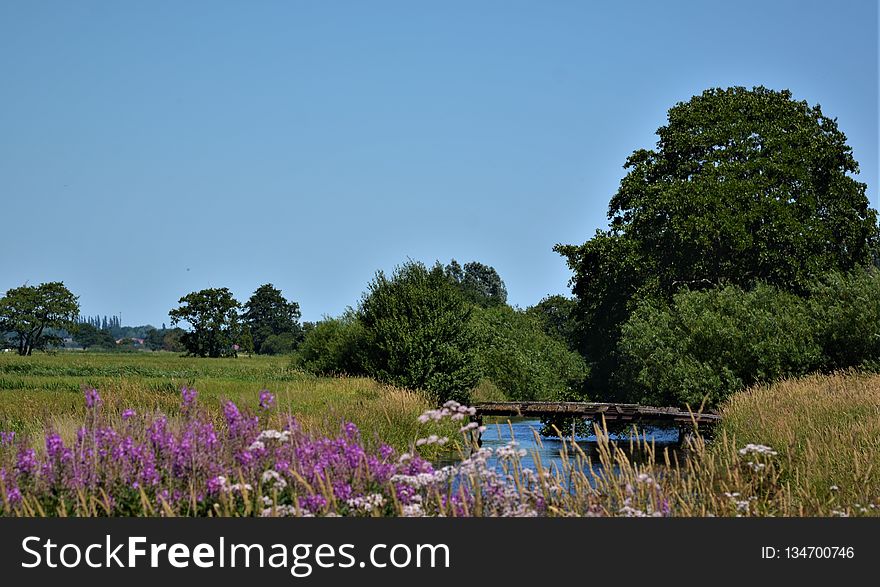 Nature, Vegetation, Sky, Plant