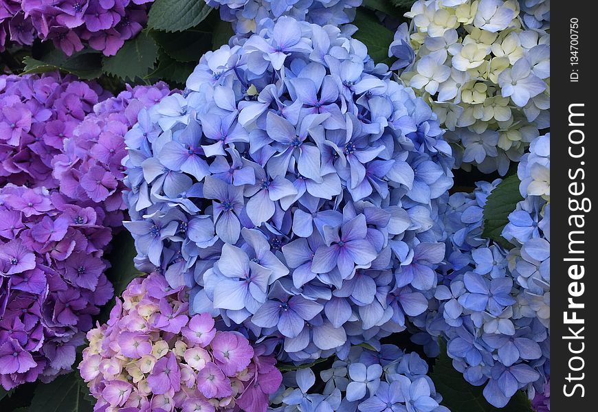 Flower, Blue, Plant, Flowering Plant