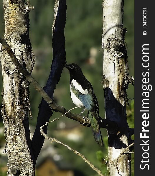 Bird, Fauna, Beak, Tree