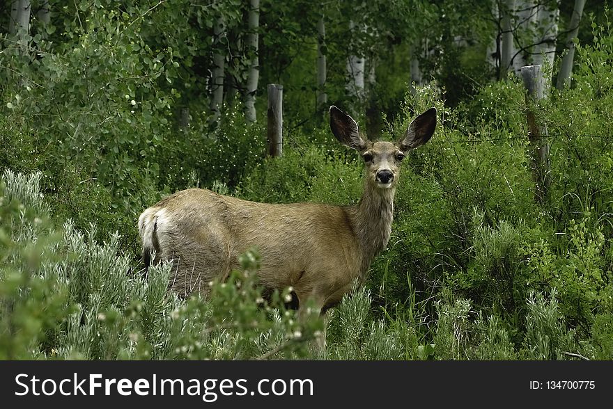 Wildlife, Deer, Fauna, Nature Reserve