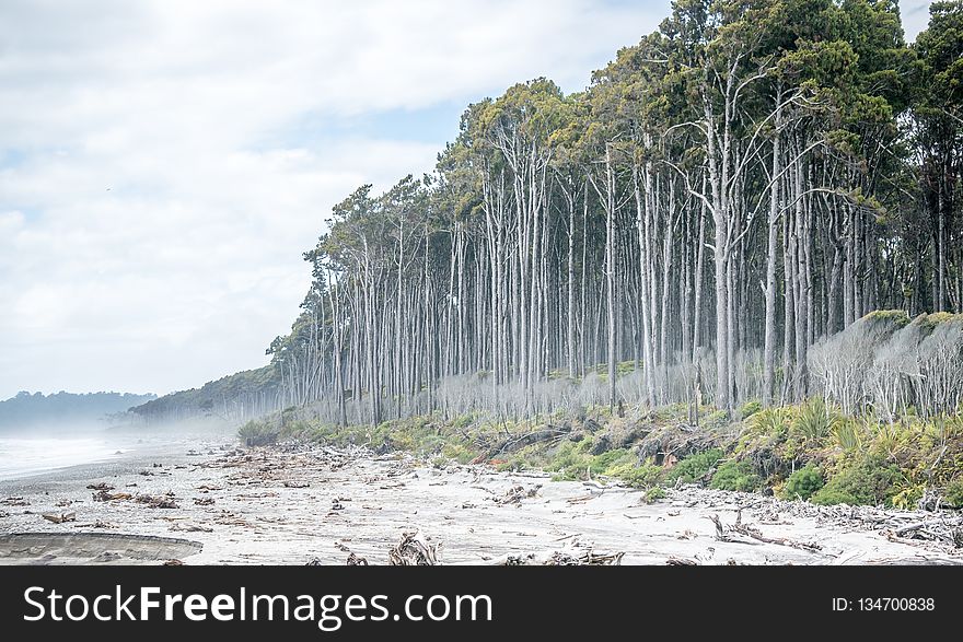 Nature Reserve, Shore, Water, Tree