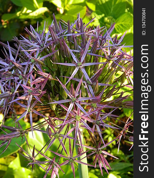 Plant, Flora, Flowering Plant, Flower