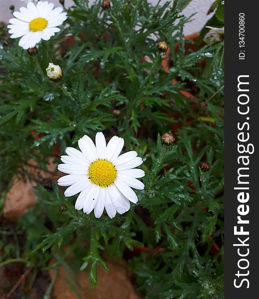 Flower, Oxeye Daisy, Chamaemelum Nobile, Plant