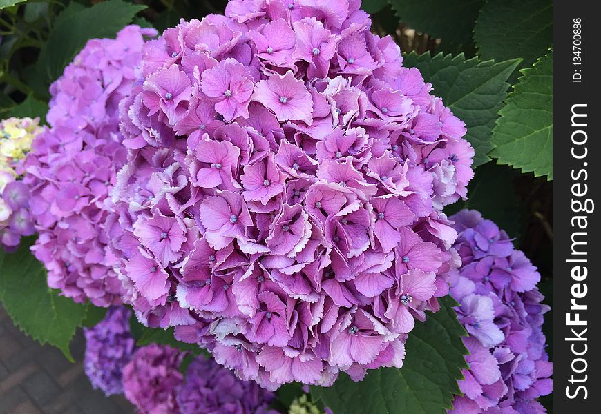 Flower, Plant, Hydrangea, Pink