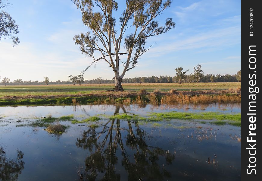 Reflection, Wetland, Water, Nature Reserve