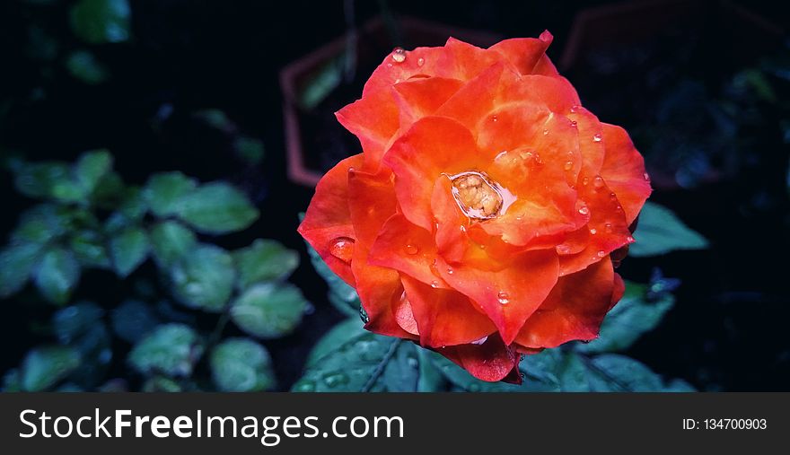 Rose, Flower, Rose Family, Floribunda