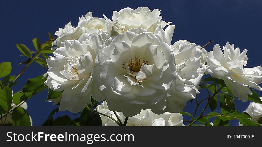 Flower, White, Plant, Flowering Plant