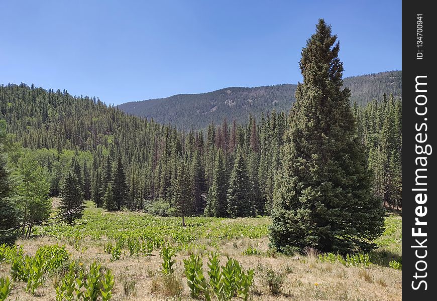 Ecosystem, Wilderness, Spruce Fir Forest, Vegetation