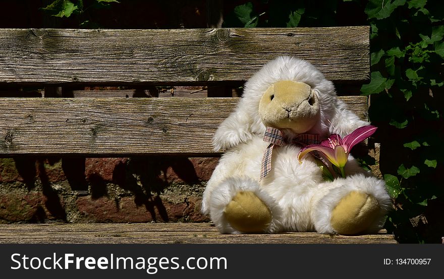 Teddy Bear, Snout, Stuffed Toy