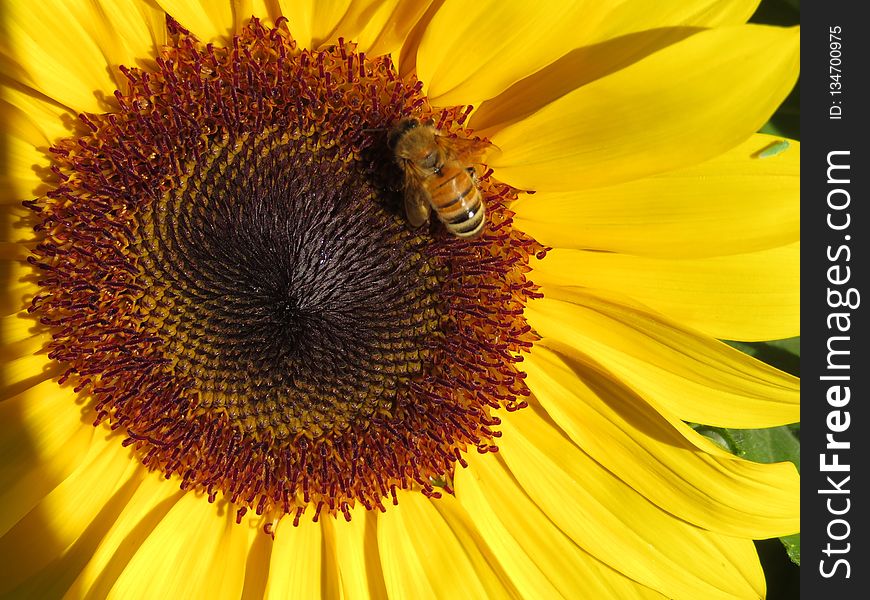 Sunflower, Flower, Honey Bee, Bee