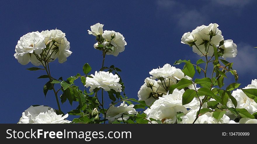 Flower, White, Rose Family, Sky