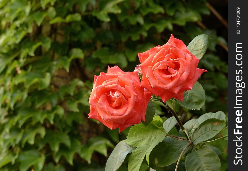 Rose, Flower, Rose Family, Garden Roses