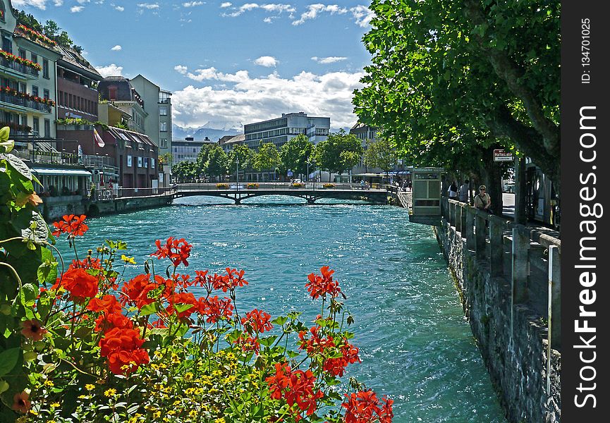Waterway, Body Of Water, Canal, Flower