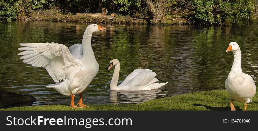 Water Bird, Bird, Ducks Geese And Swans, Pond